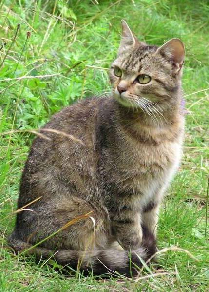 Ko%C4%8Dka%20dom%C3%A1c%C3%AD-%20Felis%20cattus.jpg